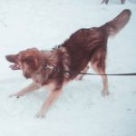 щенок ищет хозяина в Екатеринбурге